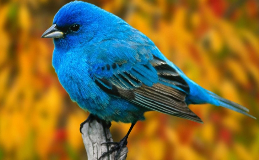 beautiful-birds-wallpapers_blue-bird-wallpaper-free
