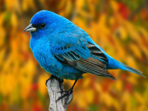 beautiful-birds-wallpapers_blue-bird-wallpaper-free